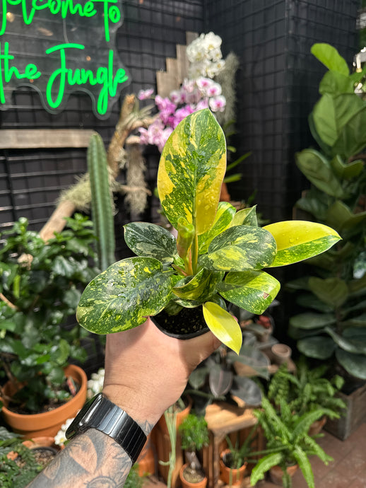 Philodendron Congo Nuclear Variegata