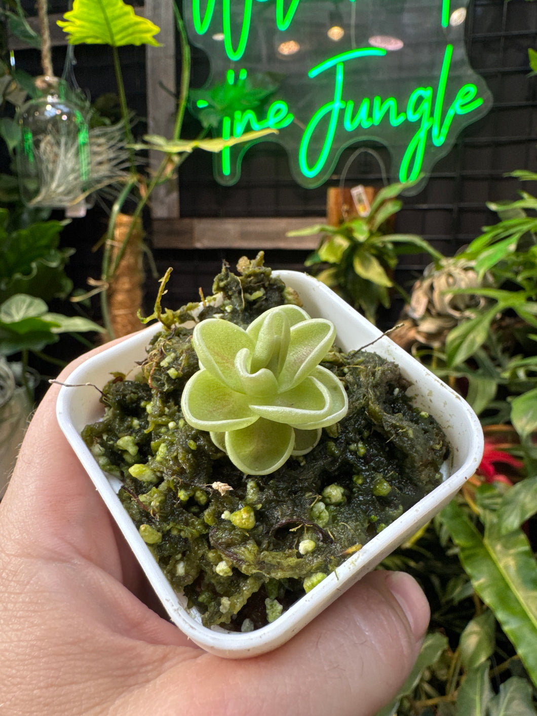Pinguicula 