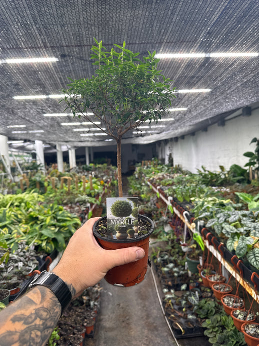 Myrtle Topiary