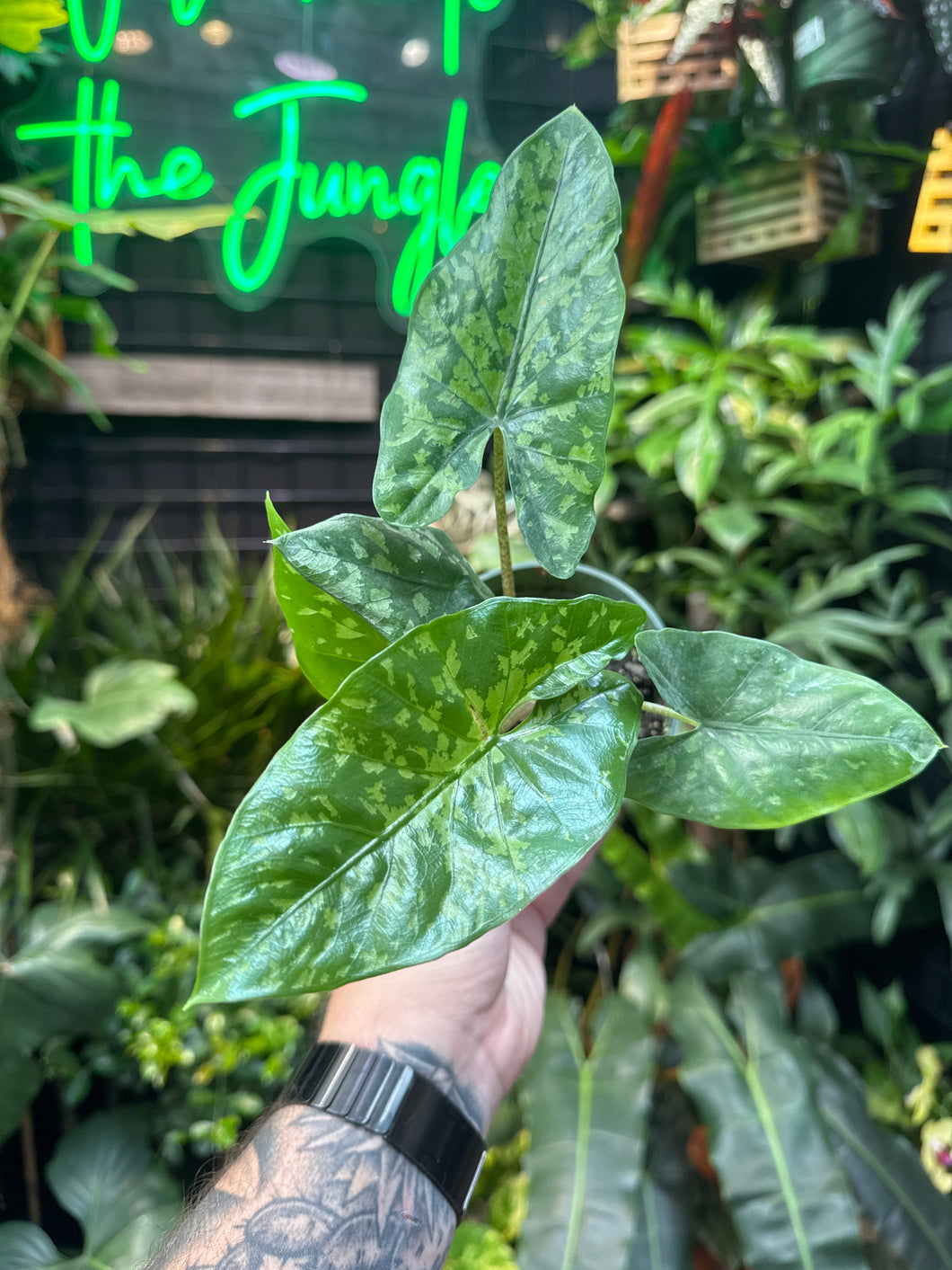 Alocasia Heterophylla 'Shattered Glass'