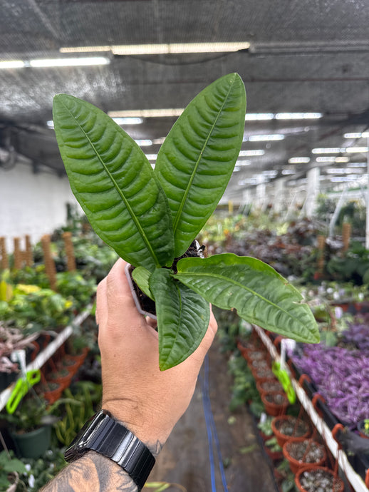 Anthurium reflexnervium