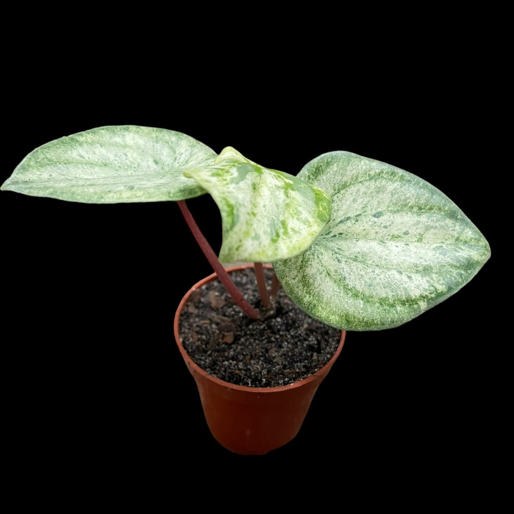 Variegated Watermelon Peperomia 