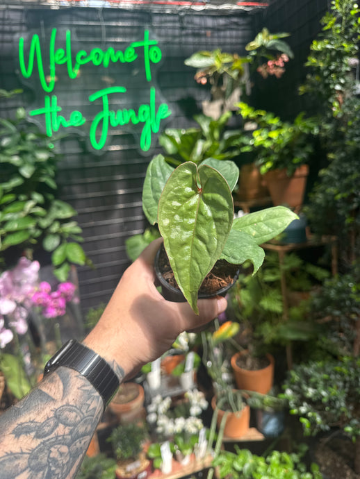 Anthurium'Velvet Eclipse'