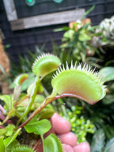 Dionaea muscipula (Red Piranha)