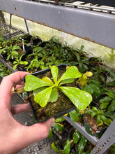 Nepenthes zakriana (Small)