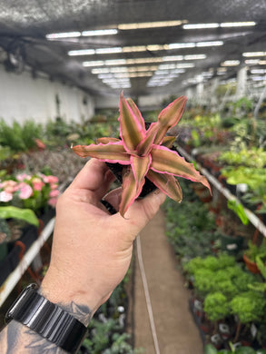 Cryptanthus 'Pink Star'