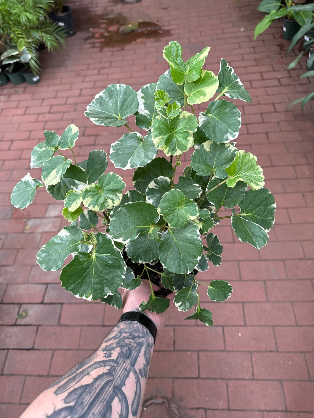 Variegated Balfour Aralia