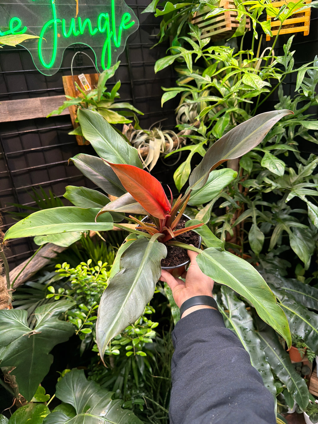 Philodendron 'Autumn'