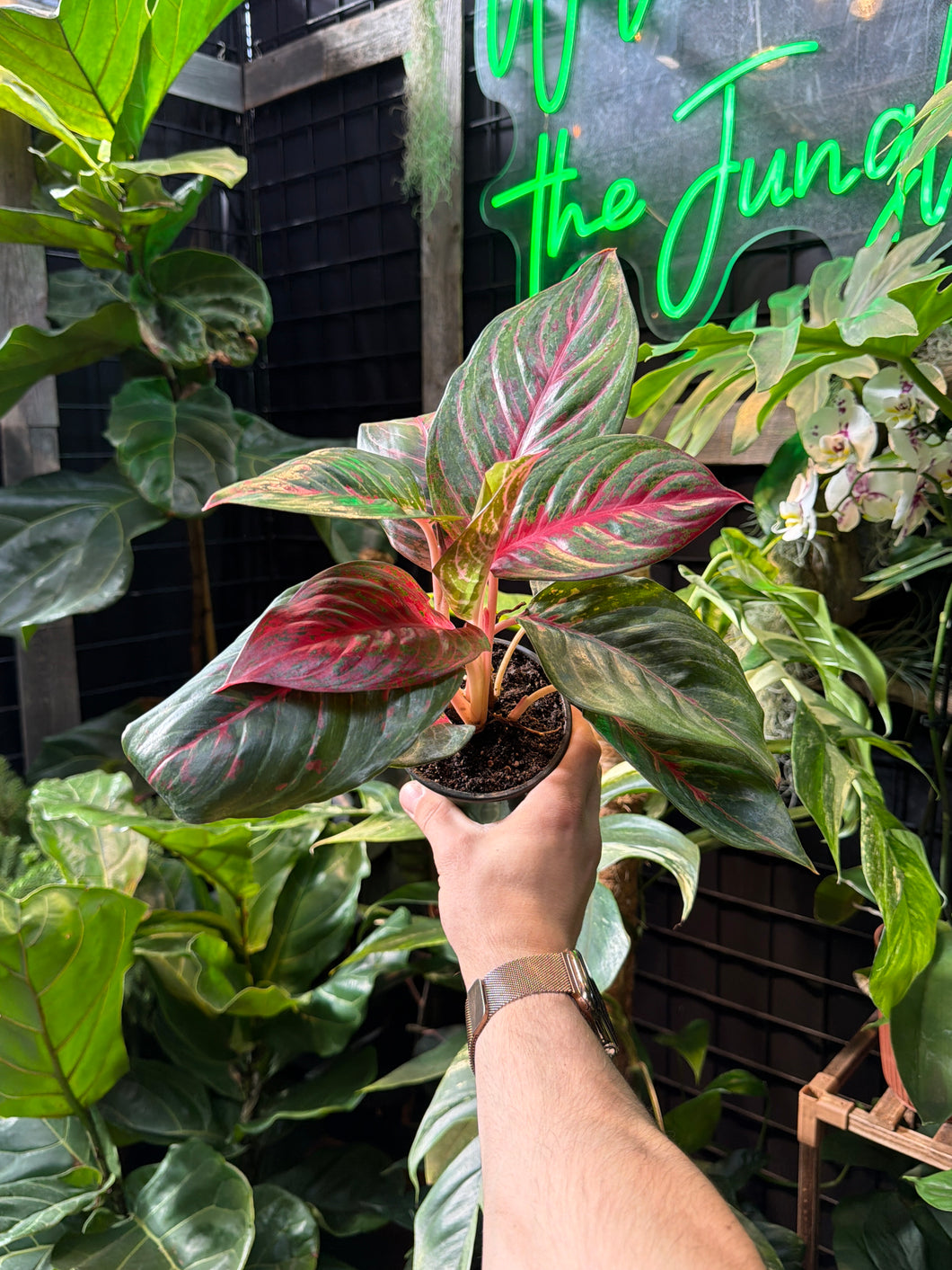 Aglaonema 'Garnet Coltrane'