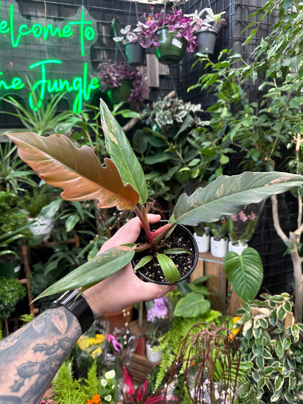 caramel marble philodendron for sale Philodendron Caramel Marble