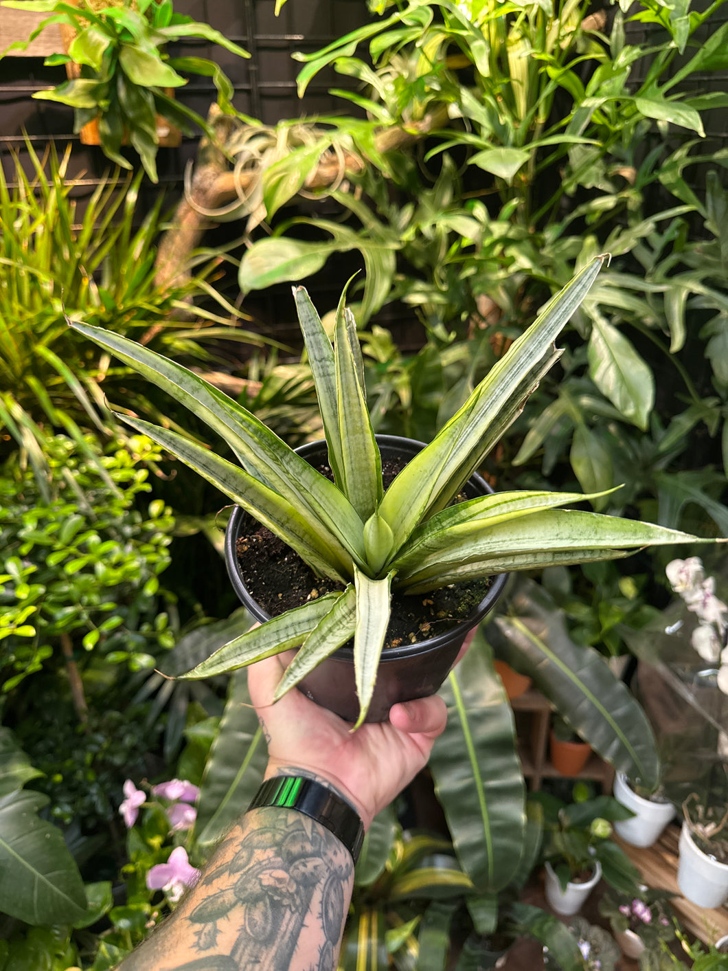 Sansevieria 'Gabriella White'
