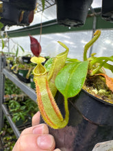 Nepenthes veitchii (Medium)