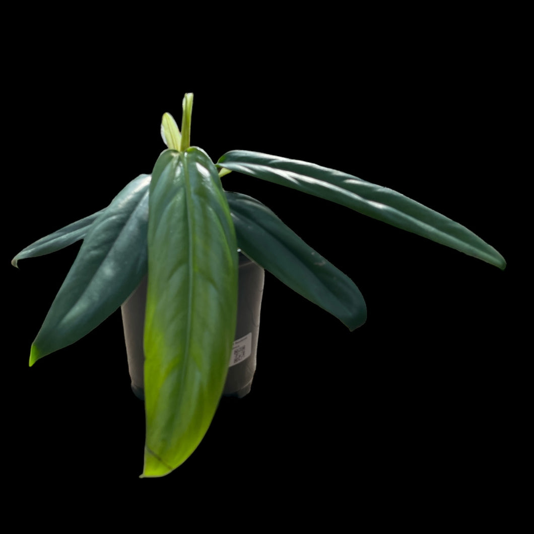 philodendron baudoense Philodendron Baudense Amazonica – Jordan's Jungle