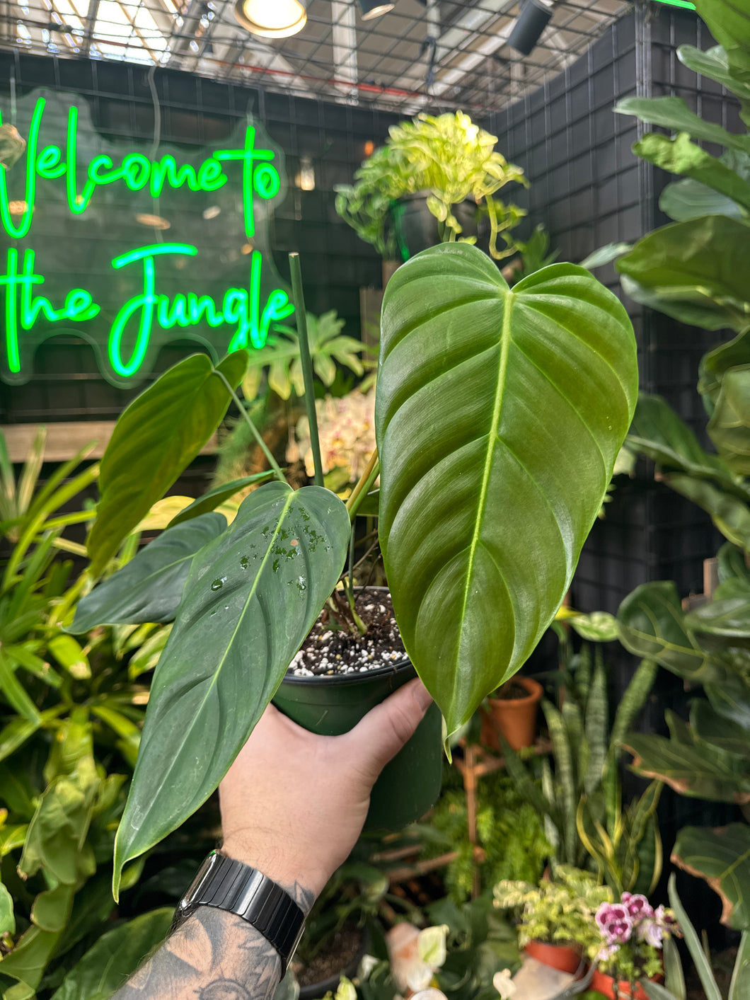 Philodendron Esmeraldense