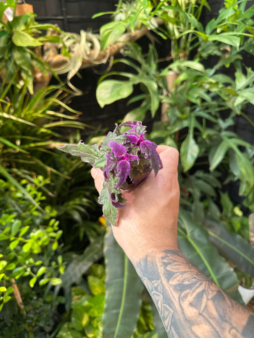 Gynura Purple Passion