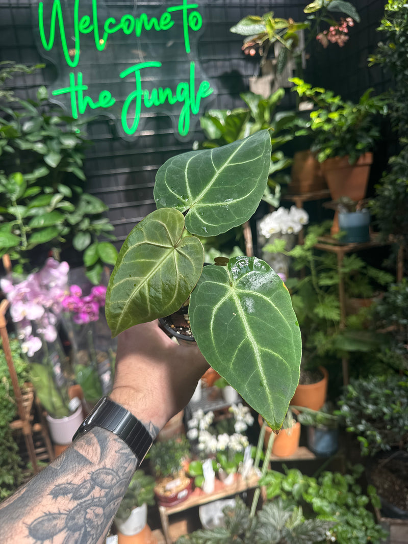 anthurium forgetii x magnificum Anthurium Magnificum (NOT TC) – Jordan's Jungle