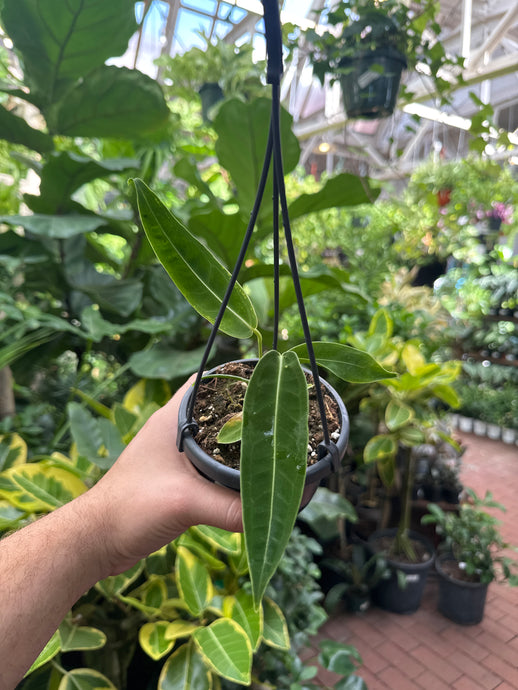 Anthurium warocqueanum