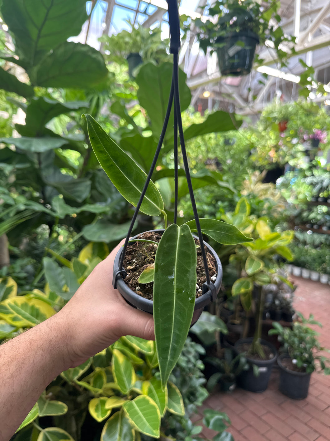 Anthurium warocqueanum