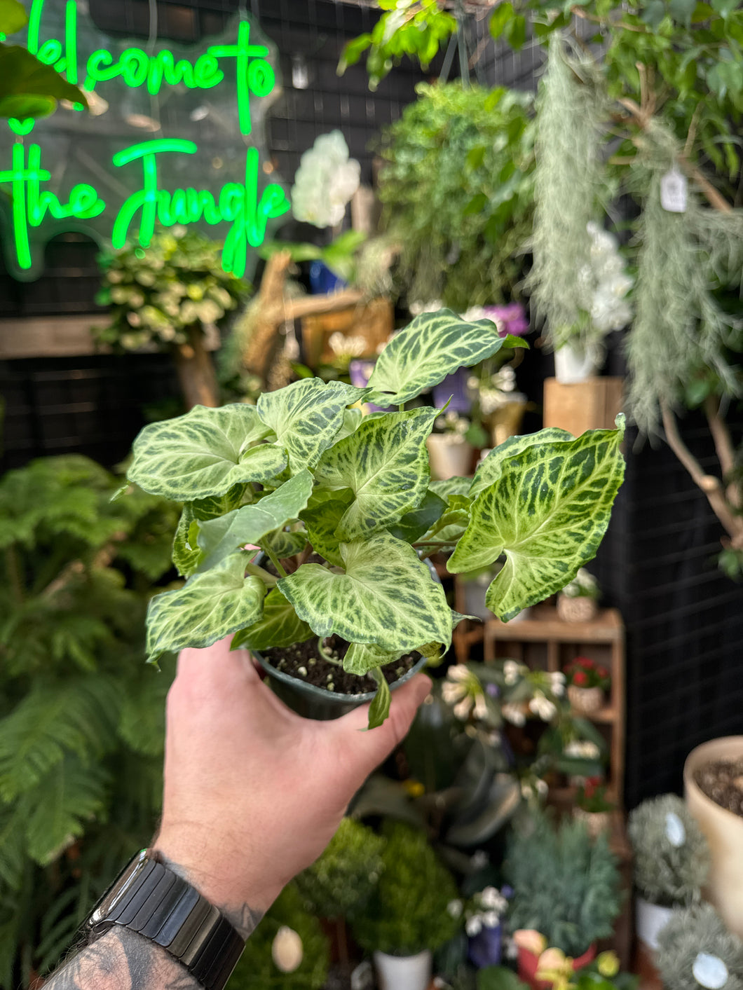 Syngonium 'Batik'