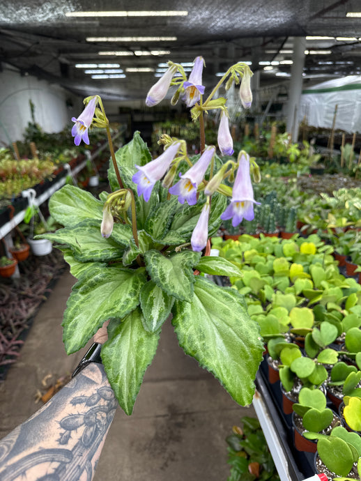 Primulina sinensis 'Silver'