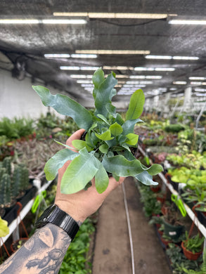Phlebodium aureum 'Blue Star Fern'