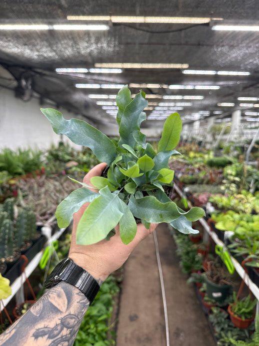 Phlebodium aureum 'Blue Star Fern'