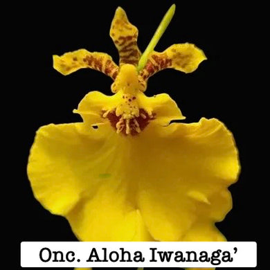 Oncicidum 'Aloha Iwanaga'