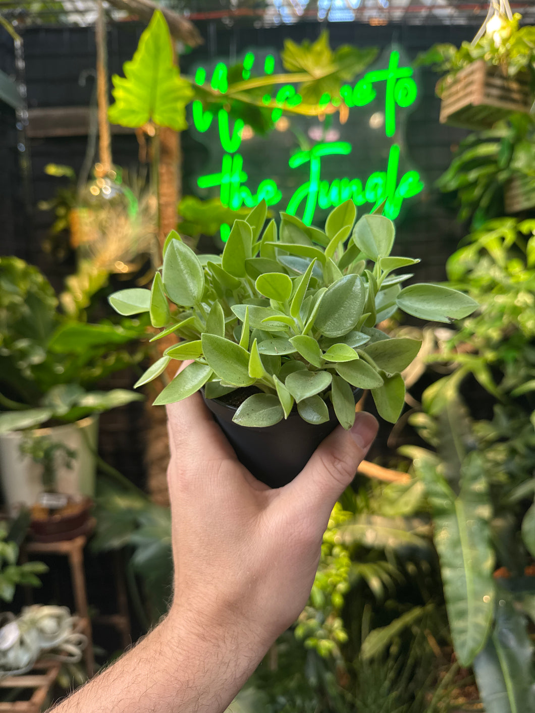 Peperomia 'Pixie Lime'