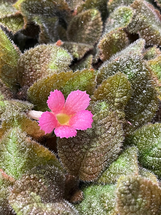Episcia Pink Panther