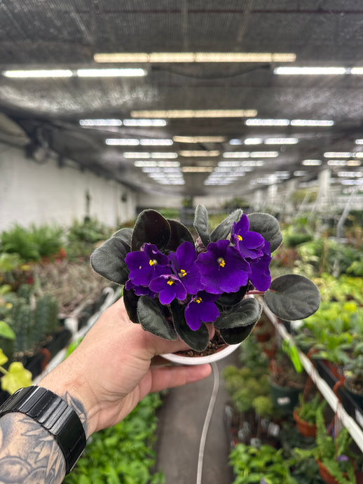 'Kentucky'