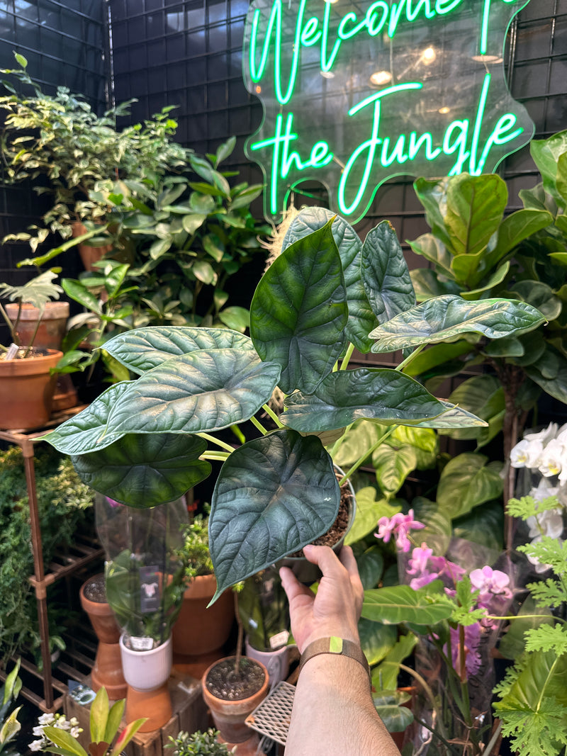 dieffenbachia dragon scale Alocasia Dragon Scale – Jordan's Jungle