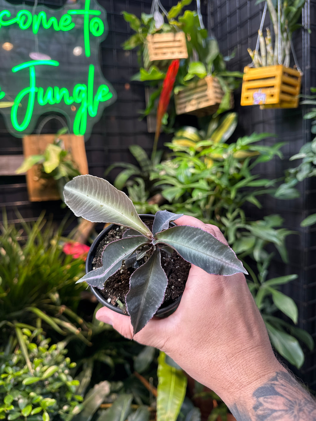 Labisia pumila 'Electric Pink'