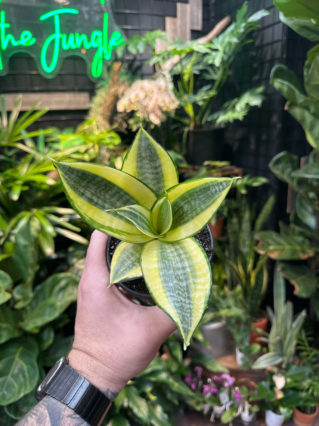Sansevieria 'Golden Hahnii'