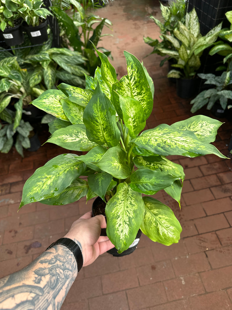 coffee grounds dieffenbachia plant Dieffenbachia Perfection Compacta – Jordan's Jungle