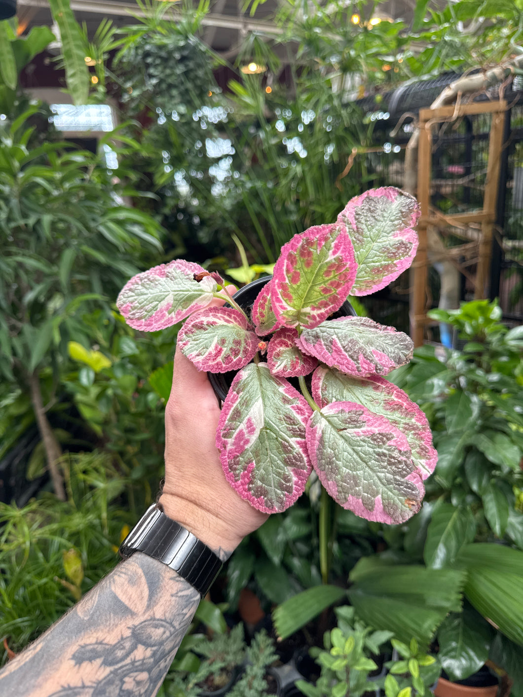 Episcia 'Pink Brocade'