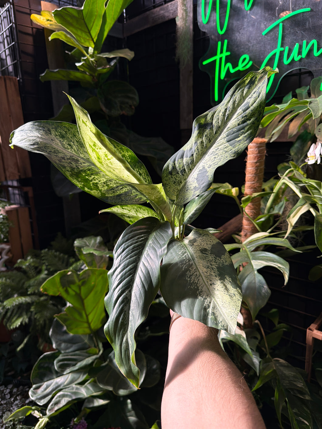 dieffenbachia sensation Dieffenbachia 'Maui Wowie'