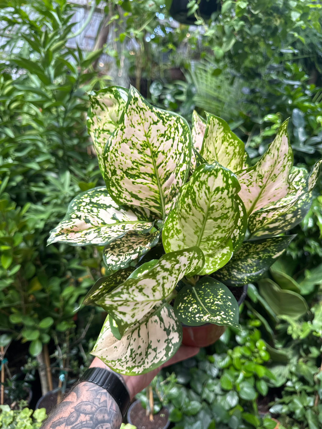 Aglaonema 'Pink Eileen'