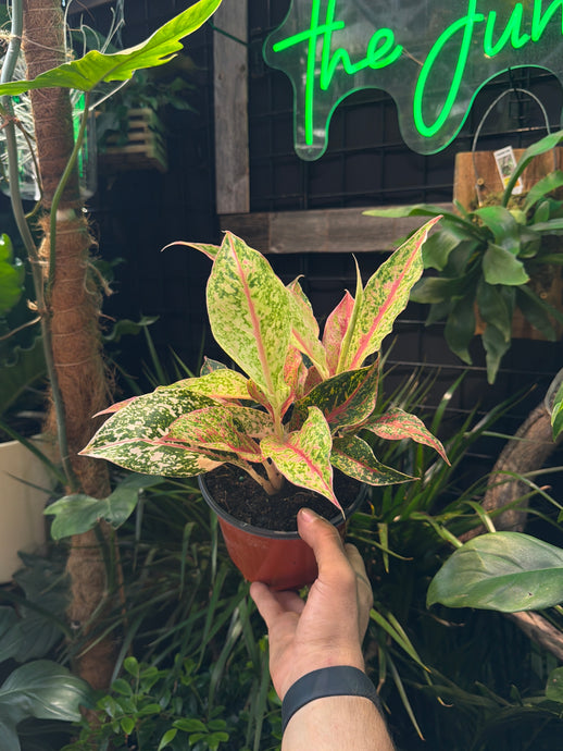 Aglaonema 'Night Sparkle'