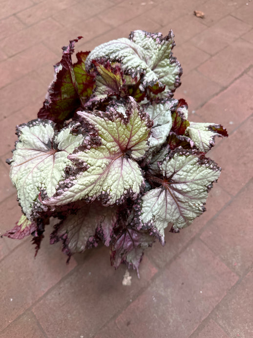 Begonia Rex  ‘Jurassic Pink Shades'