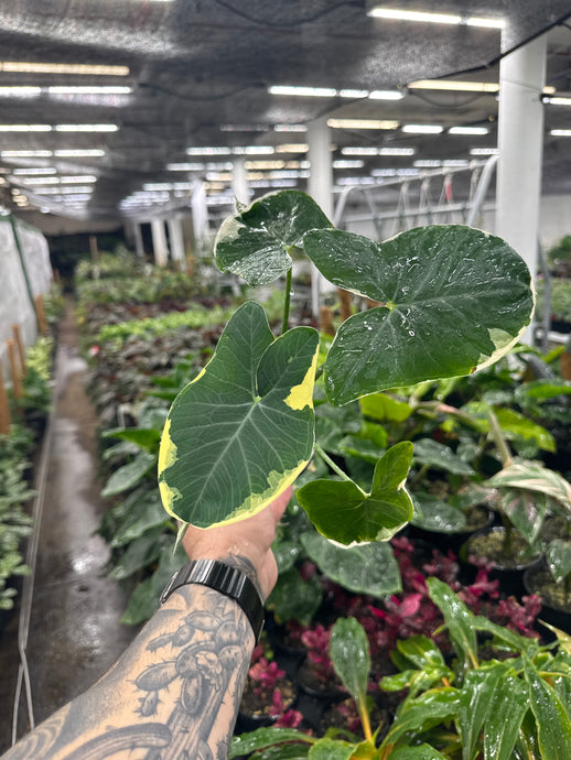 Xanthosoma Sagittifolium (Mickey Mouse)