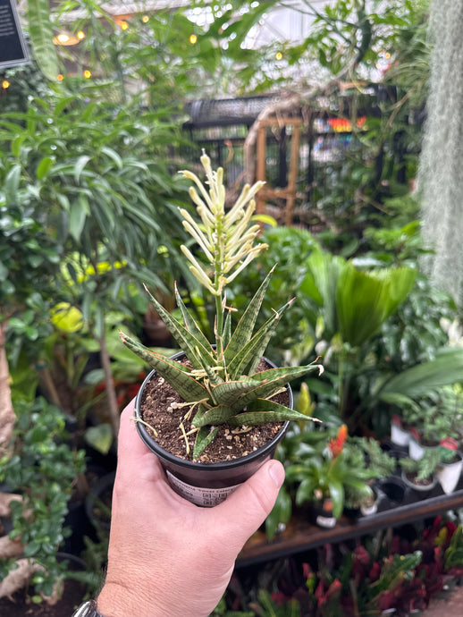 Sansevieria 'Sweet Celery'