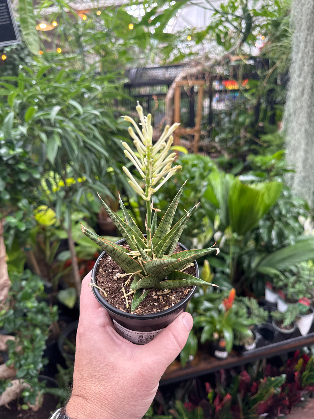 Sansevieria 'Sweet Celery'