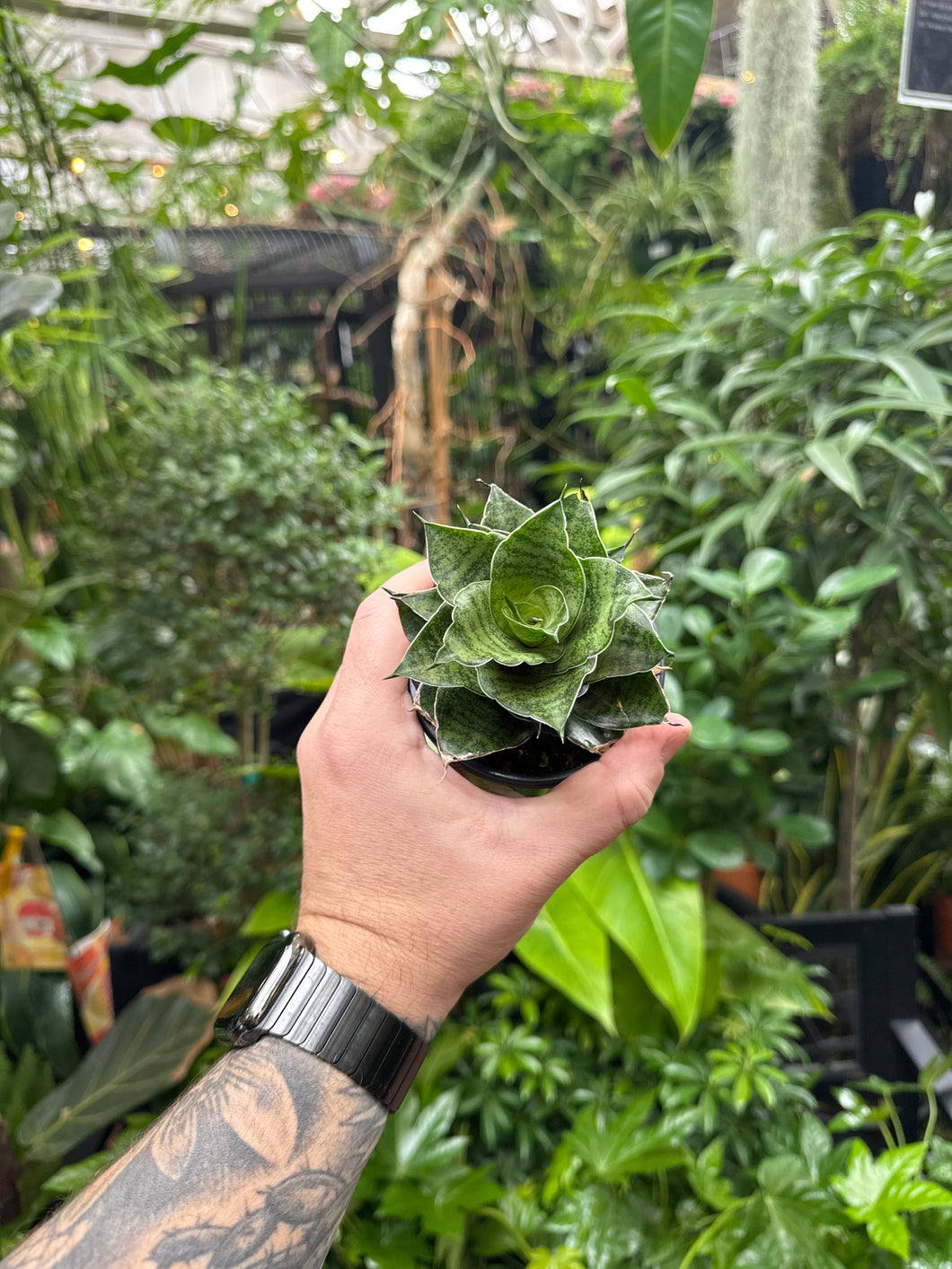 Sansevieria 'Ehrendel'