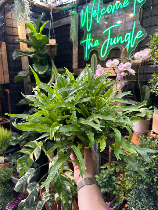 Birds Nest Fern 'Leslie'