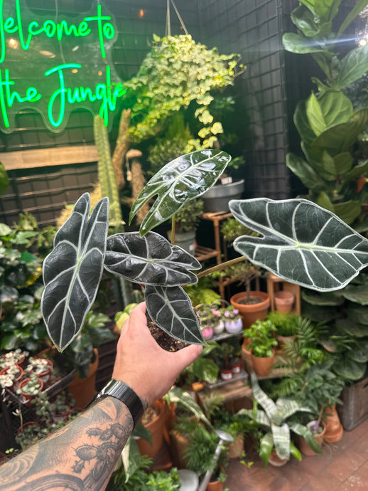 Alocasia watsoniana 'Red Vein'