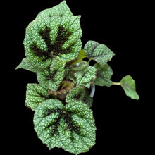 Begonia masoniana 'Iron Cross'