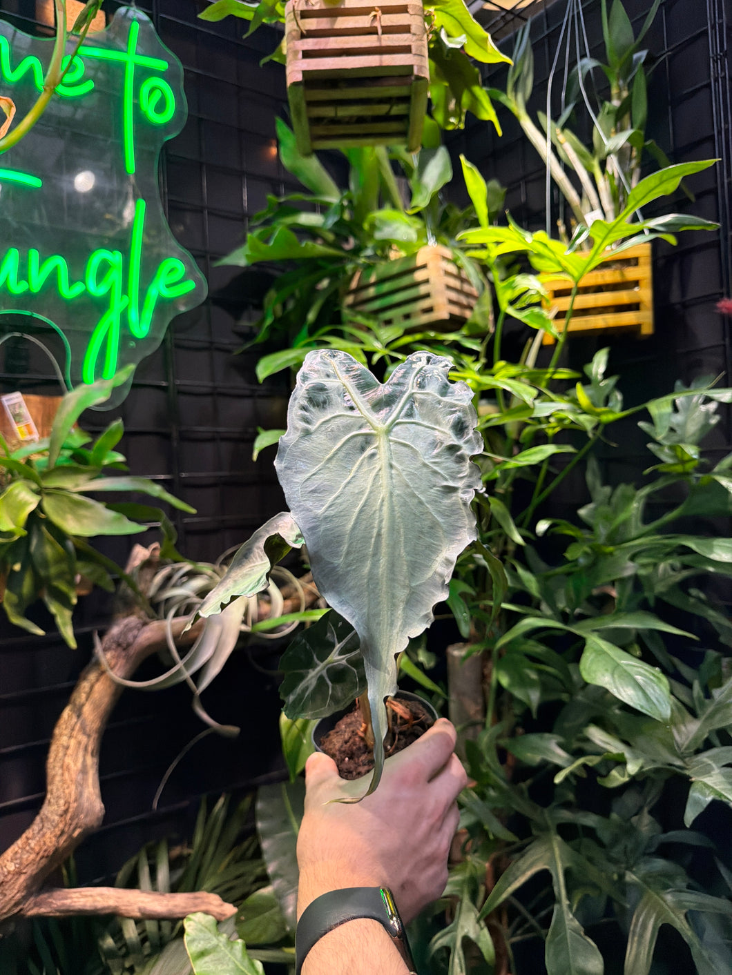Alocasia 'Venom'
