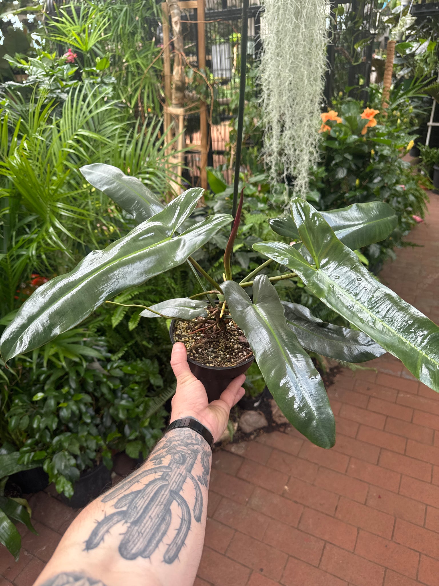 Philodendron Atabapoense - Thumbnail 3