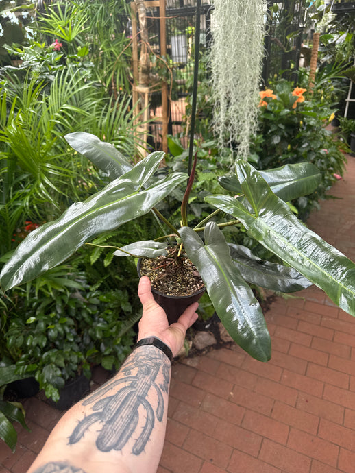 Philodendron Atabapoense
