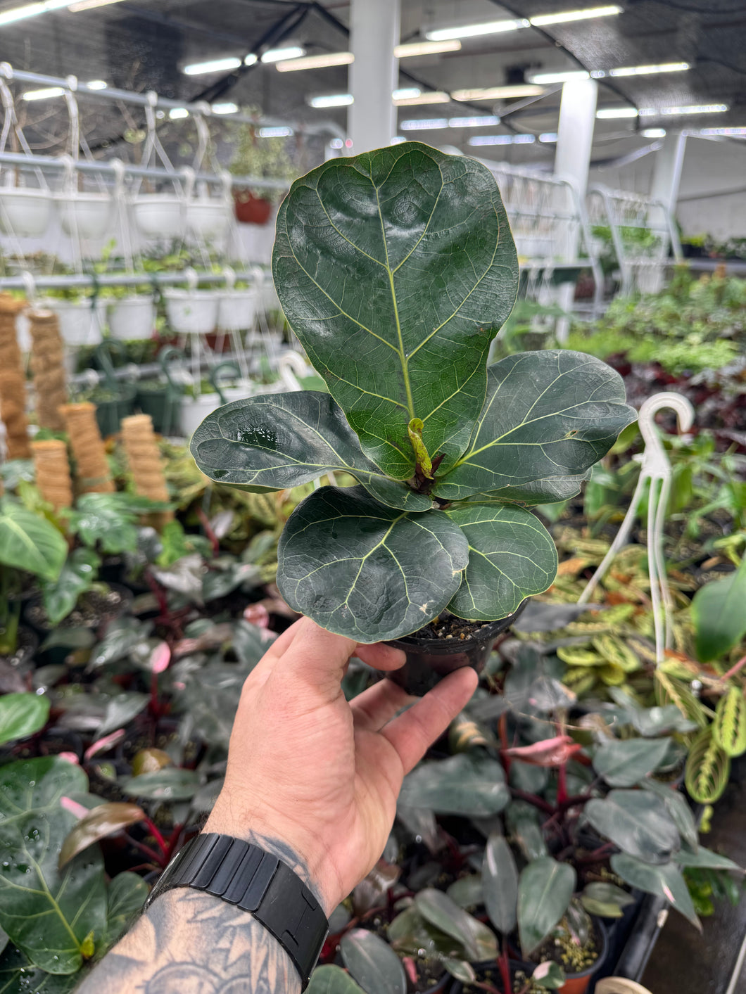 fiddle leaf fig tattoo Ficus lyrata 'Little Sunshine' – Jordan's Jungle